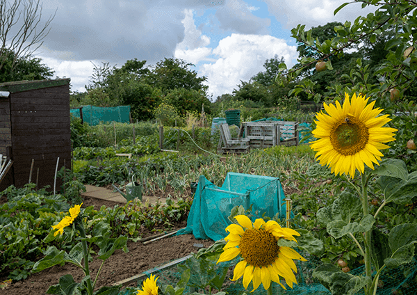 Sunflowers at the allotments